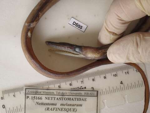 Image of Nettastoma