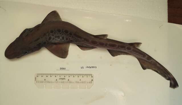 Image of Blackmouth Catshark