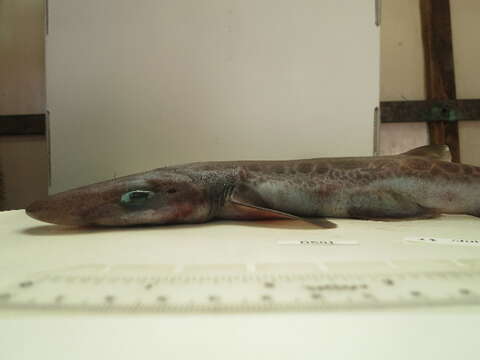 Image of Blackmouth Catshark