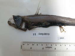 Image of Dannevig's Dragonfish