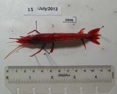 Image of dressed deep-sea shrimp