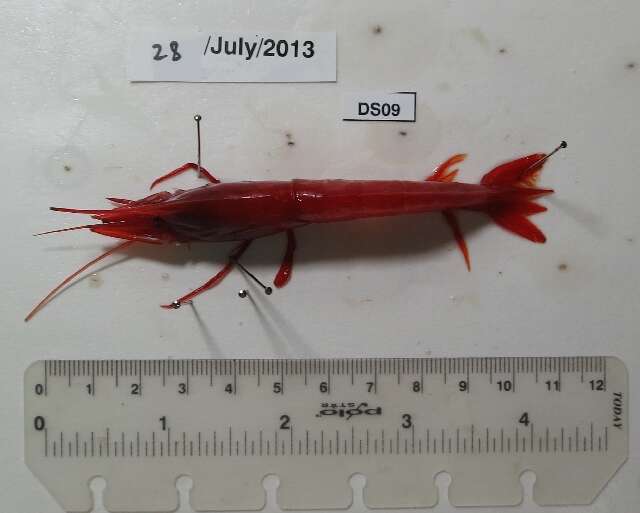 Image of dressed deep-sea shrimp