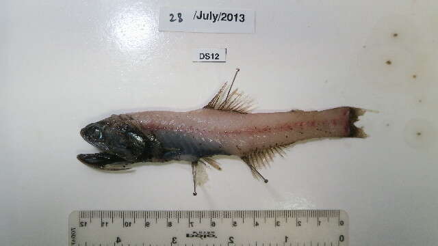 Image of Jewel Lanternfish