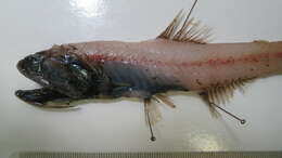 Image of Jewel Lanternfish