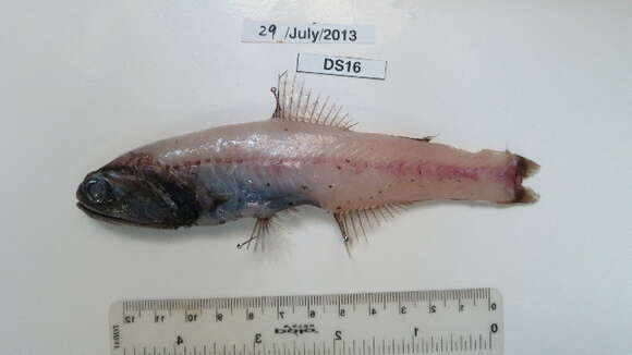 Image of Jewel Lanternfish