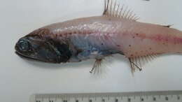 Image of Jewel Lanternfish