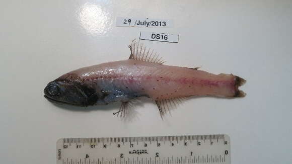 Image of Jewel Lanternfish