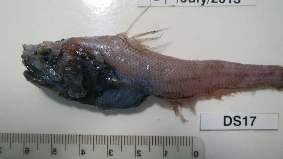 Слика од Coryphaenoides mediterraneus (Giglioli 1893)