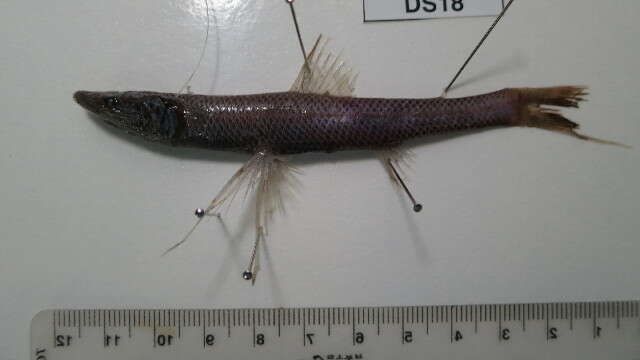 Слика од Bathypterois dubius Vaillant 1888