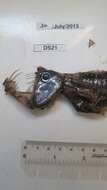 Image of Dannevig's Dragonfish