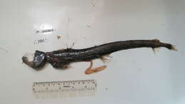 Image of Dannevig's Dragonfish