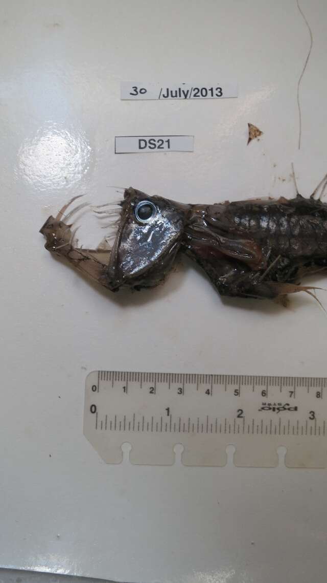 Image of Dannevig's Dragonfish