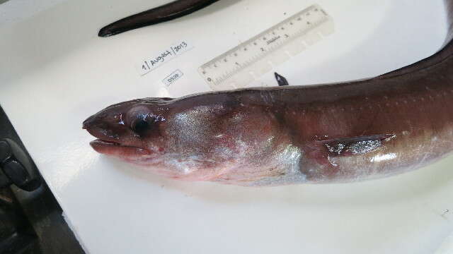 Image of Conger Eel