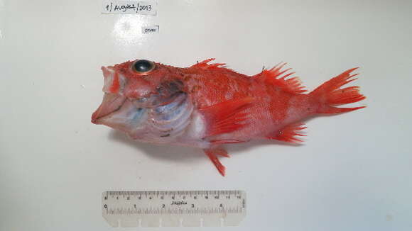 Image of Blackbelly Rosefish