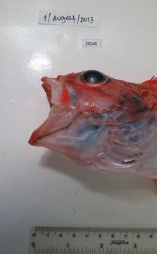 Image of Blackbelly Rosefish