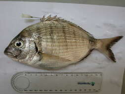 Image of White Seabream