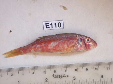 Image of Red Mullet