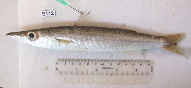 Image of Yellowstripe barracuda