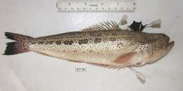 Image of Spotted Weever