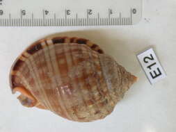 Image of Phalium undulatum granulatum