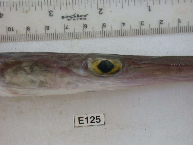 Image of Bluespotted cornetfish