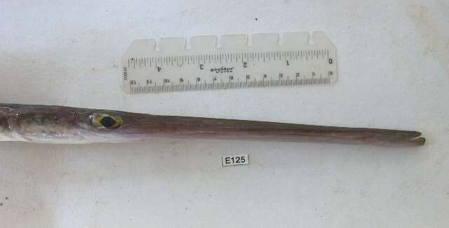 Image of Bluespotted cornetfish