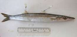 Image of Barracuda