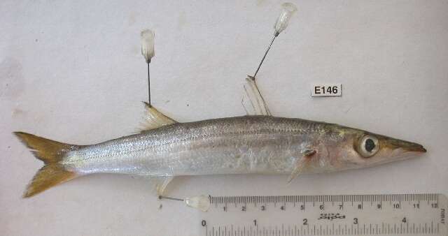 Image of Yellowstripe barracuda