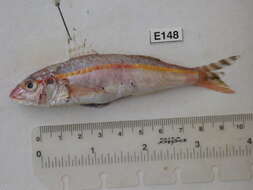 Image of Goldband goatfish