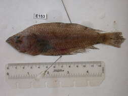 Image of flatfishes