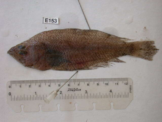 Image of flatfishes