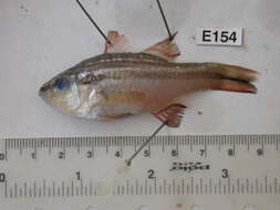 Image of Barred striped cardinalfish