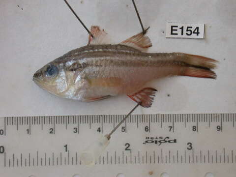 Image of Barred striped cardinalfish