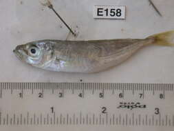 Image of Black Sea Horse Mackerel