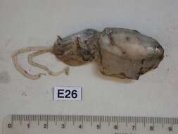 Image of Common Cuttlefish