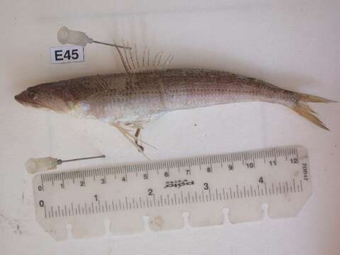 Image of Atlantic Lizardfish