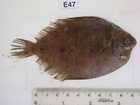 Image of Wide-eyed Flounder