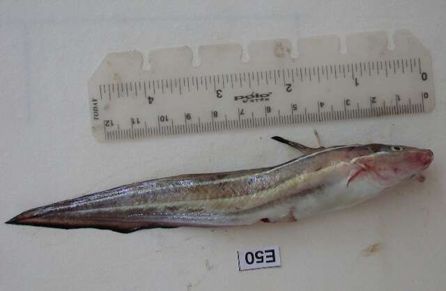 Image of Striped catfish