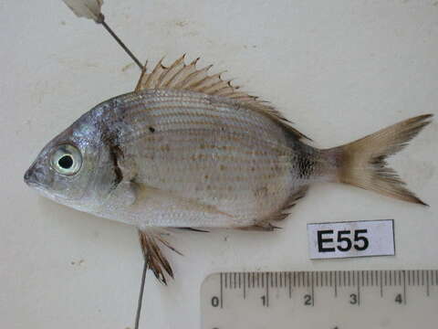 Image of Blacktail Bream