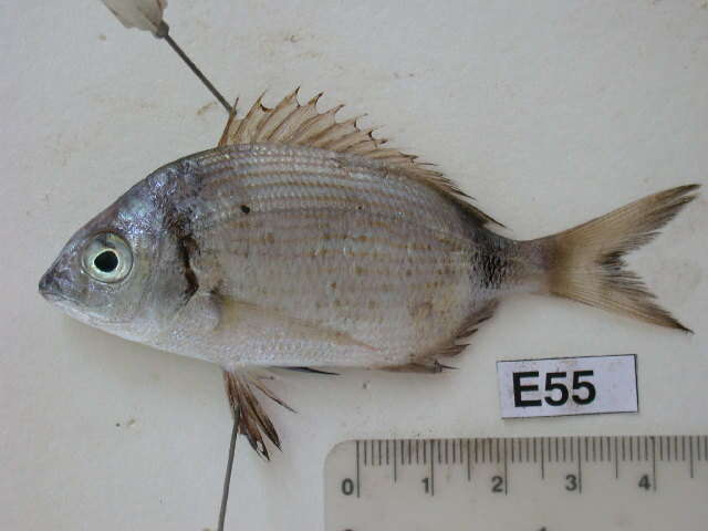 Image of Blacktail Bream