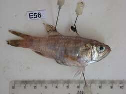 Image of Smith&#39;s cardinalfish