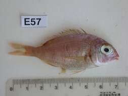 Image of Common Sea Bream