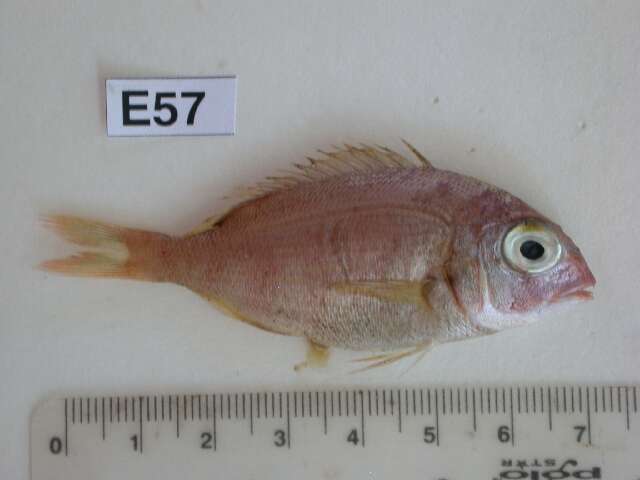 Image of Common Sea Bream