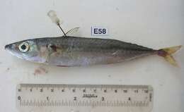 Image of Pacific Chub Mackerel