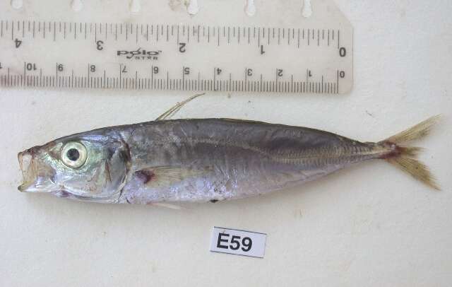 Image of Indian Scad