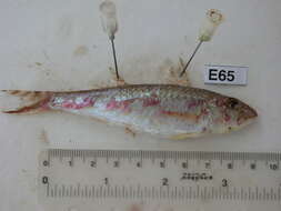 Image of Por&#39;s goatfish