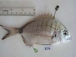 Image of White Seabream