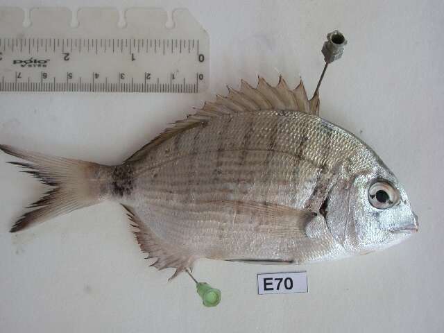 Image of White Seabream