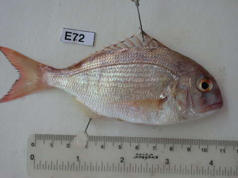 Image of Bluepointed porgy