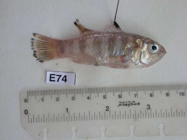 Image of Smith&#39;s cardinalfish
